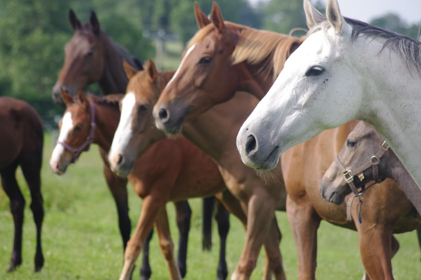Le Mas du Bessin Idée de Visite Chevaux